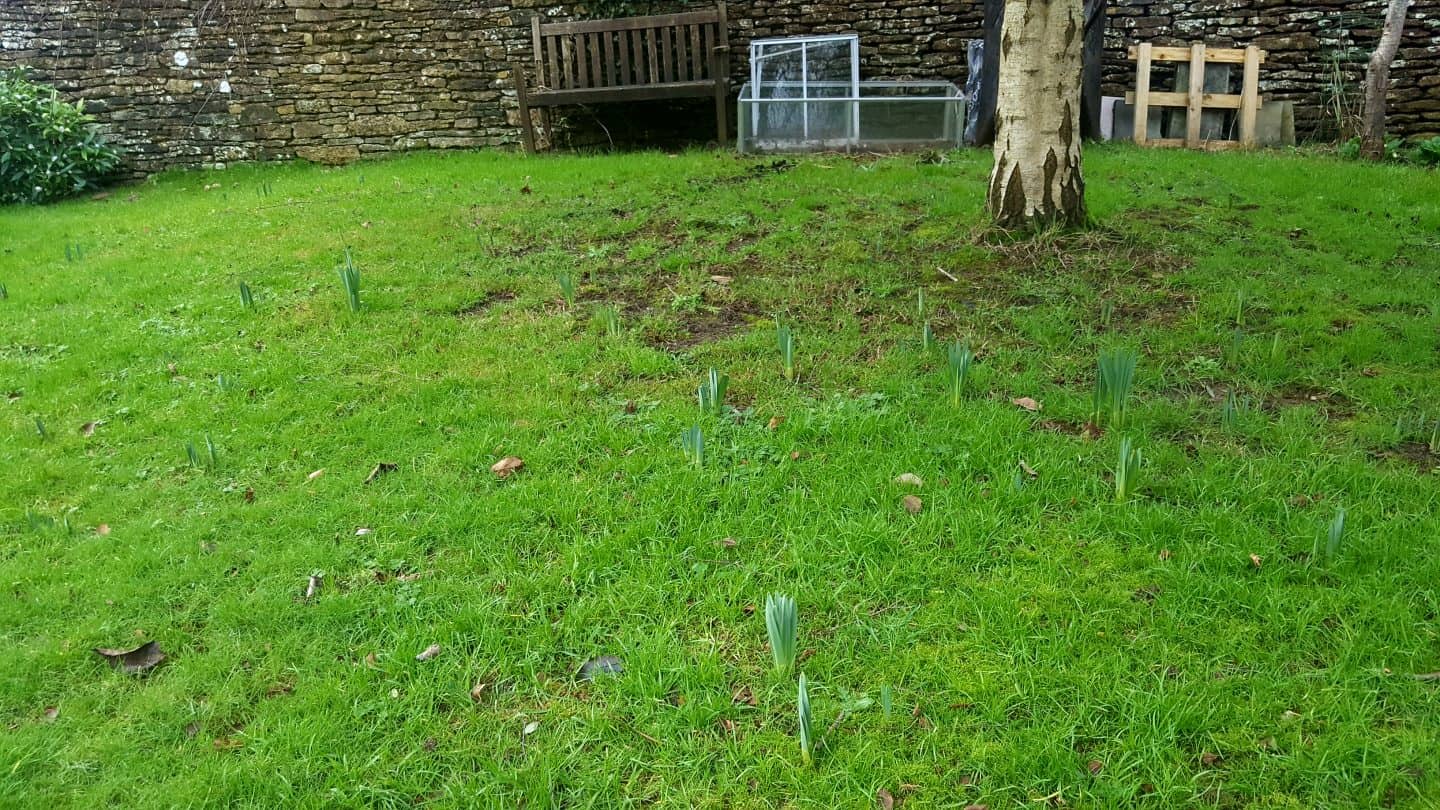 January in our garden - a garden diary January in our garden - spring bulbs