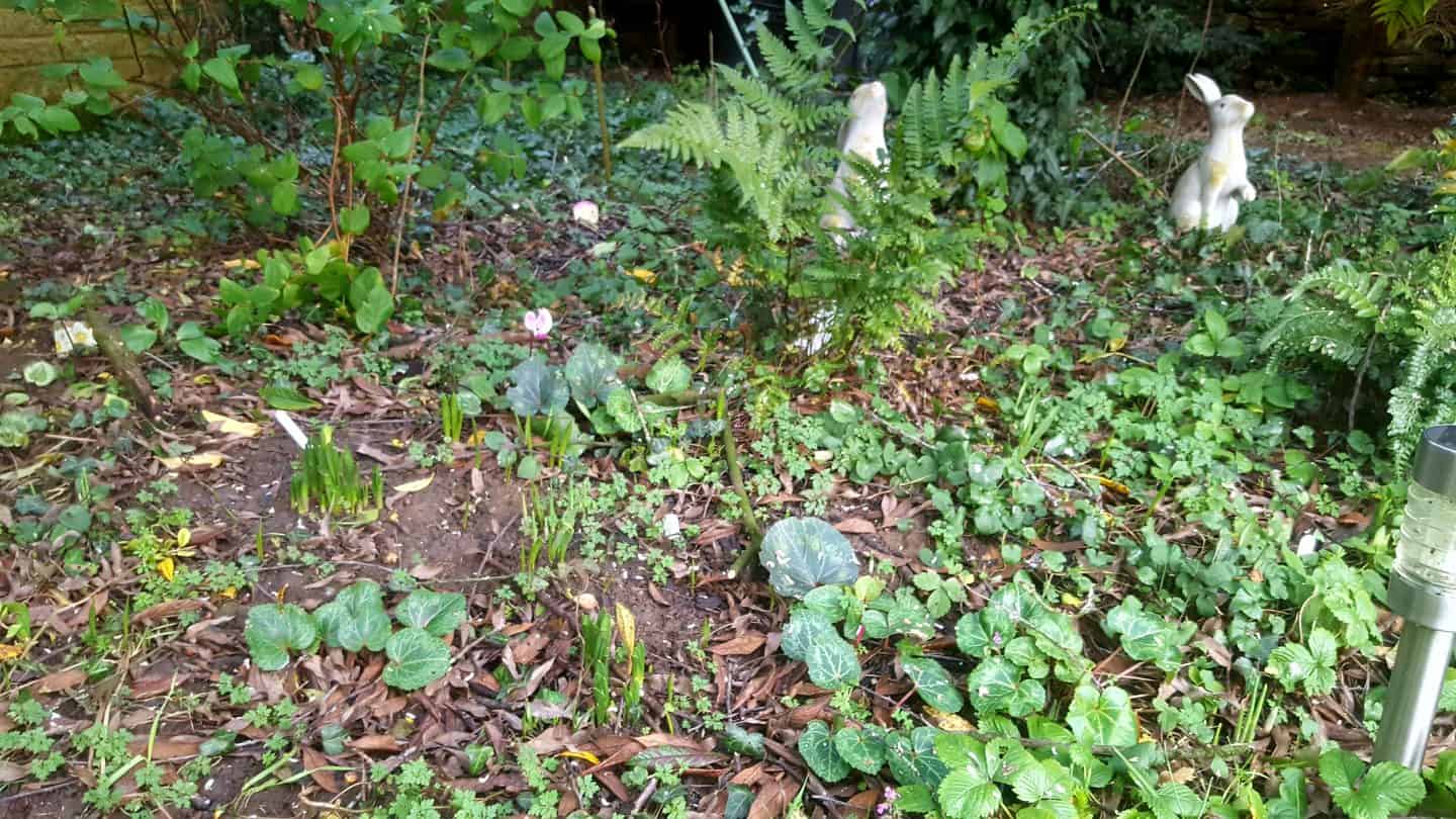 January in our garden - a garden diary January in our garden - spring bulbs