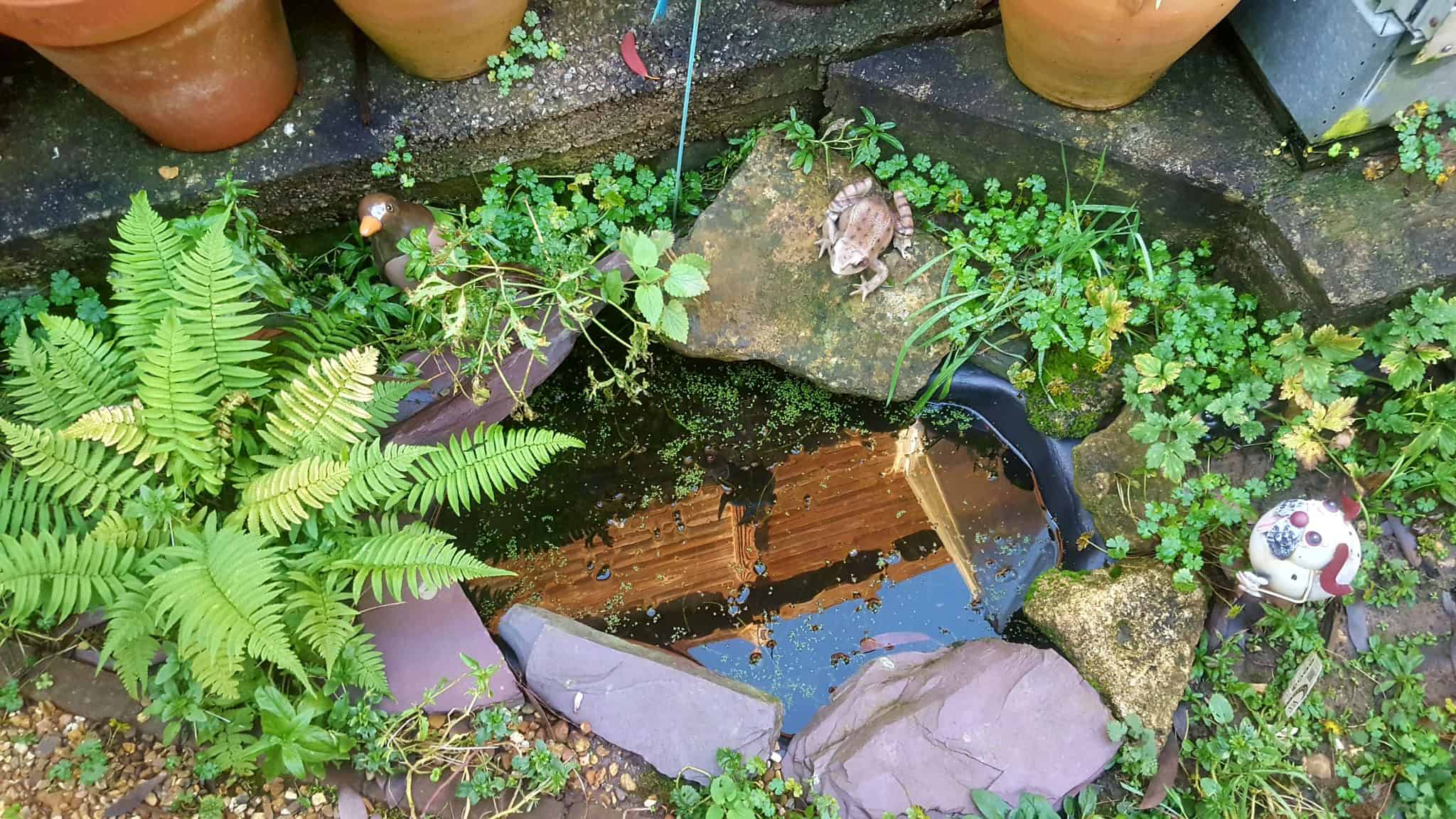 January in our garden - a garden diary January in our garden - pond