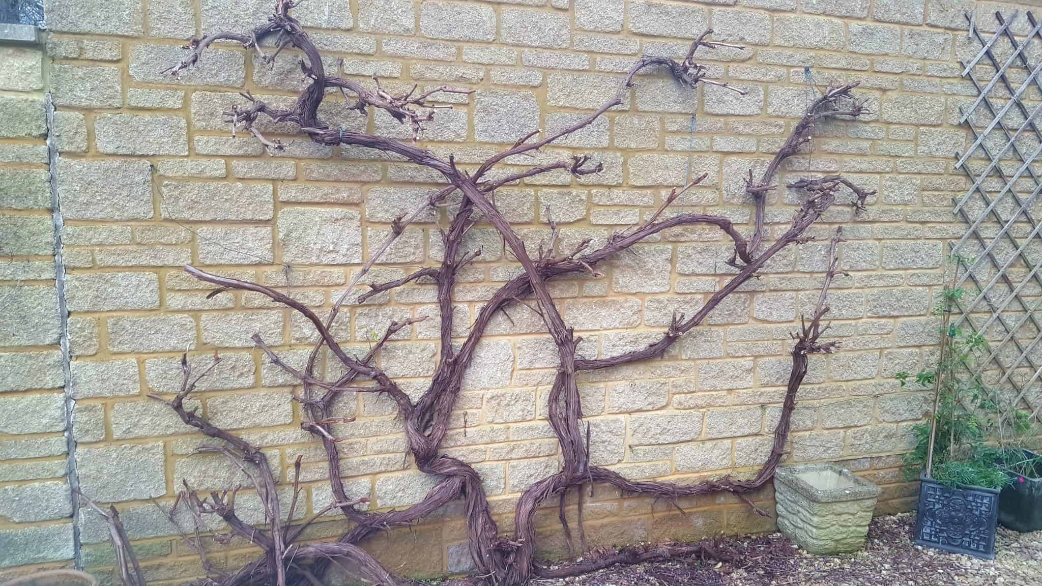January in our garden - a garden diary January in our garden - grapevine