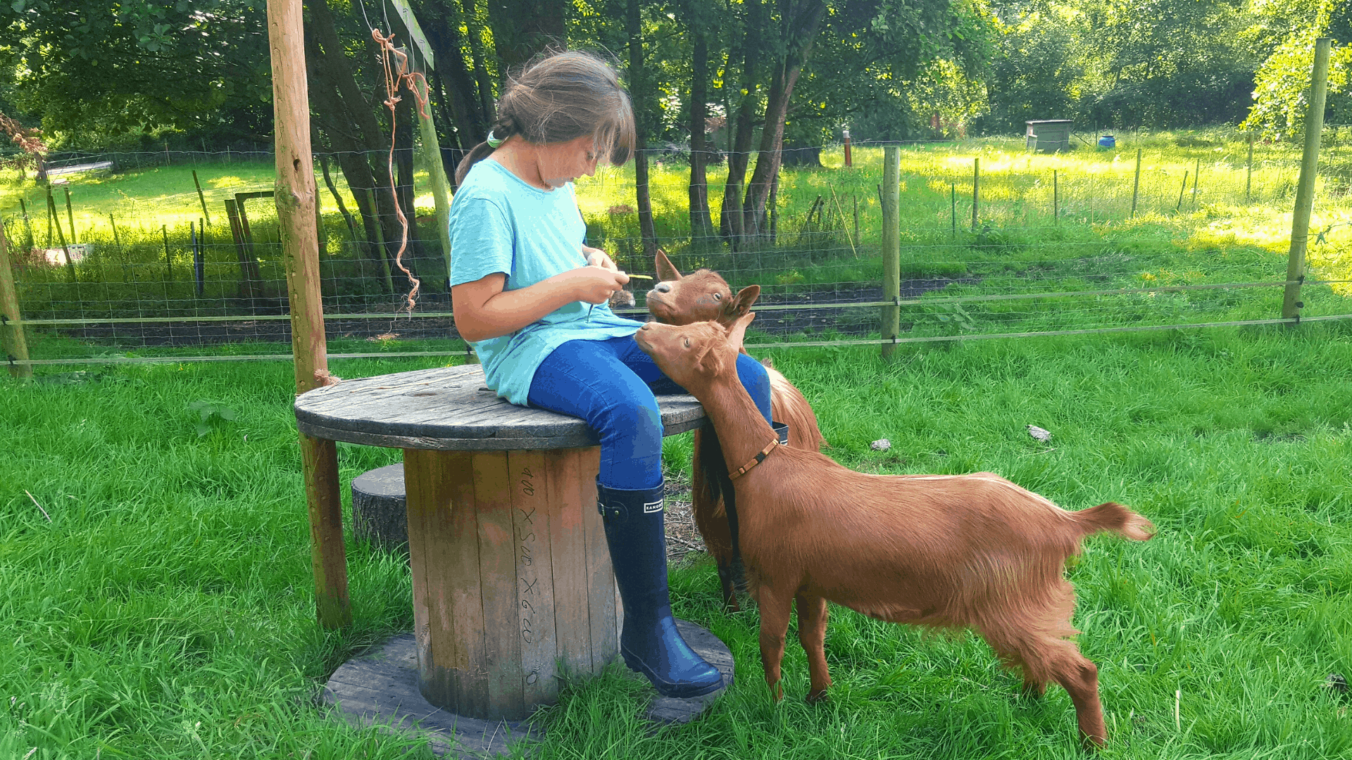 20 questions for our birthday girl now she's ten Flora and Golden Guernsey goats - 20 questions for our birthday girl