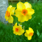 April in our garden - narcissi