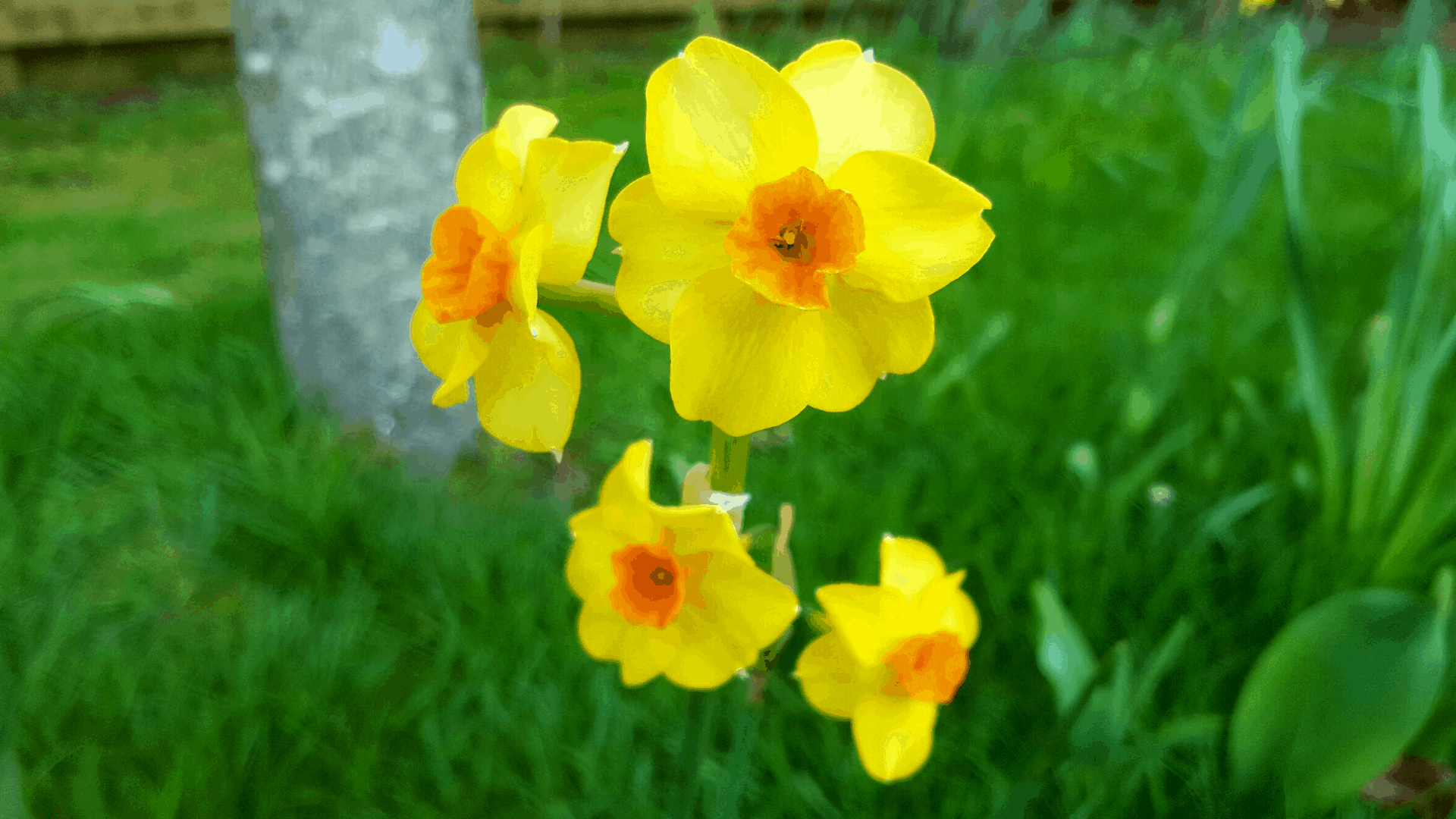 April in our garden - a garden diary April in our garden - narcissi