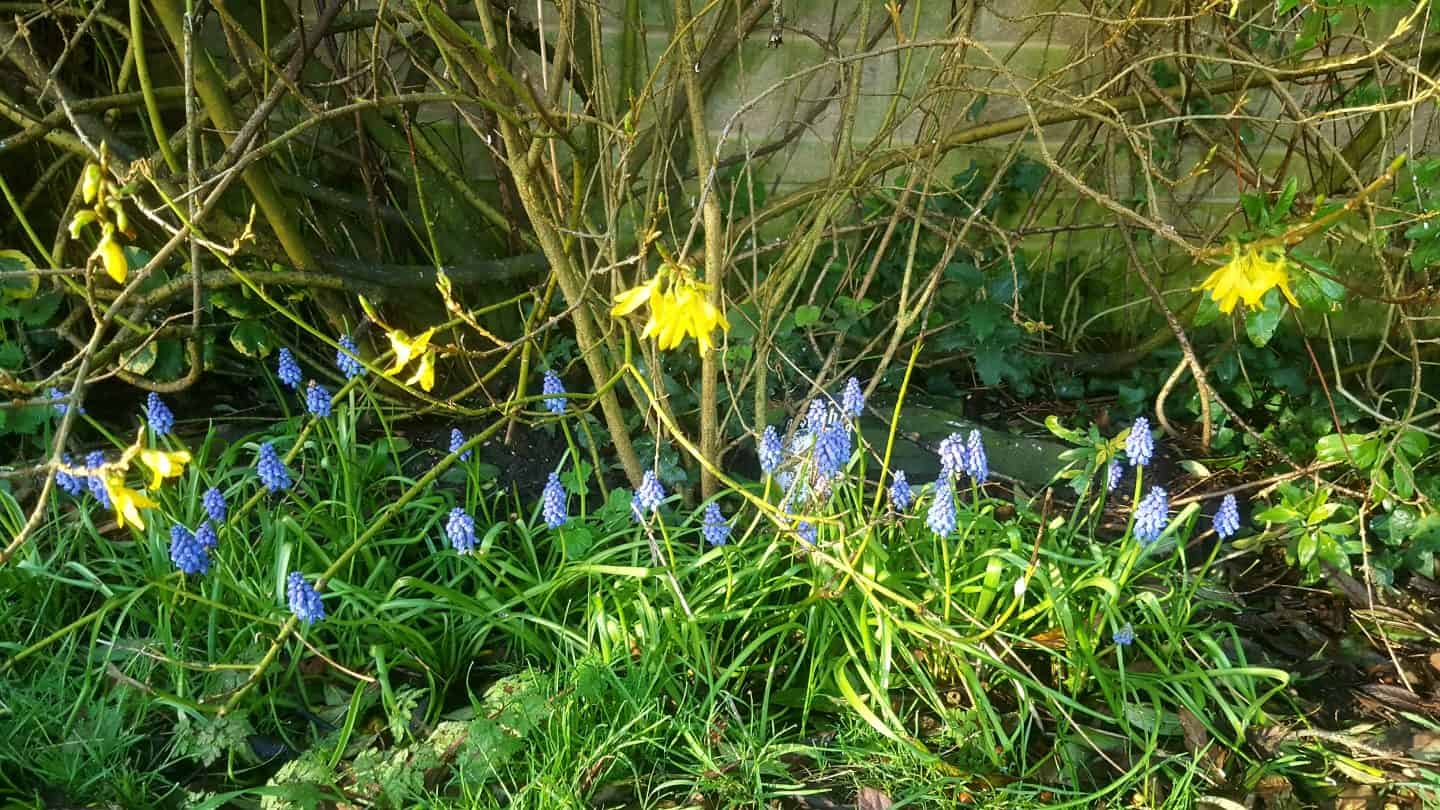 April in our garden - a garden diary Grape hyacinth (muscari) and forsythia