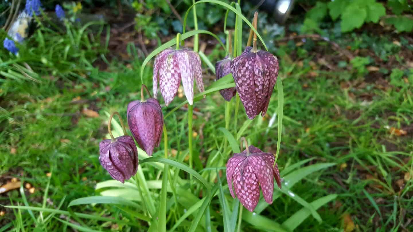 April in our garden - a garden diary Snakes head fritilleria