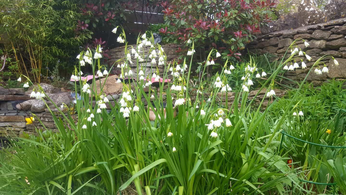 April in our garden - a garden diary Summer snowflakes