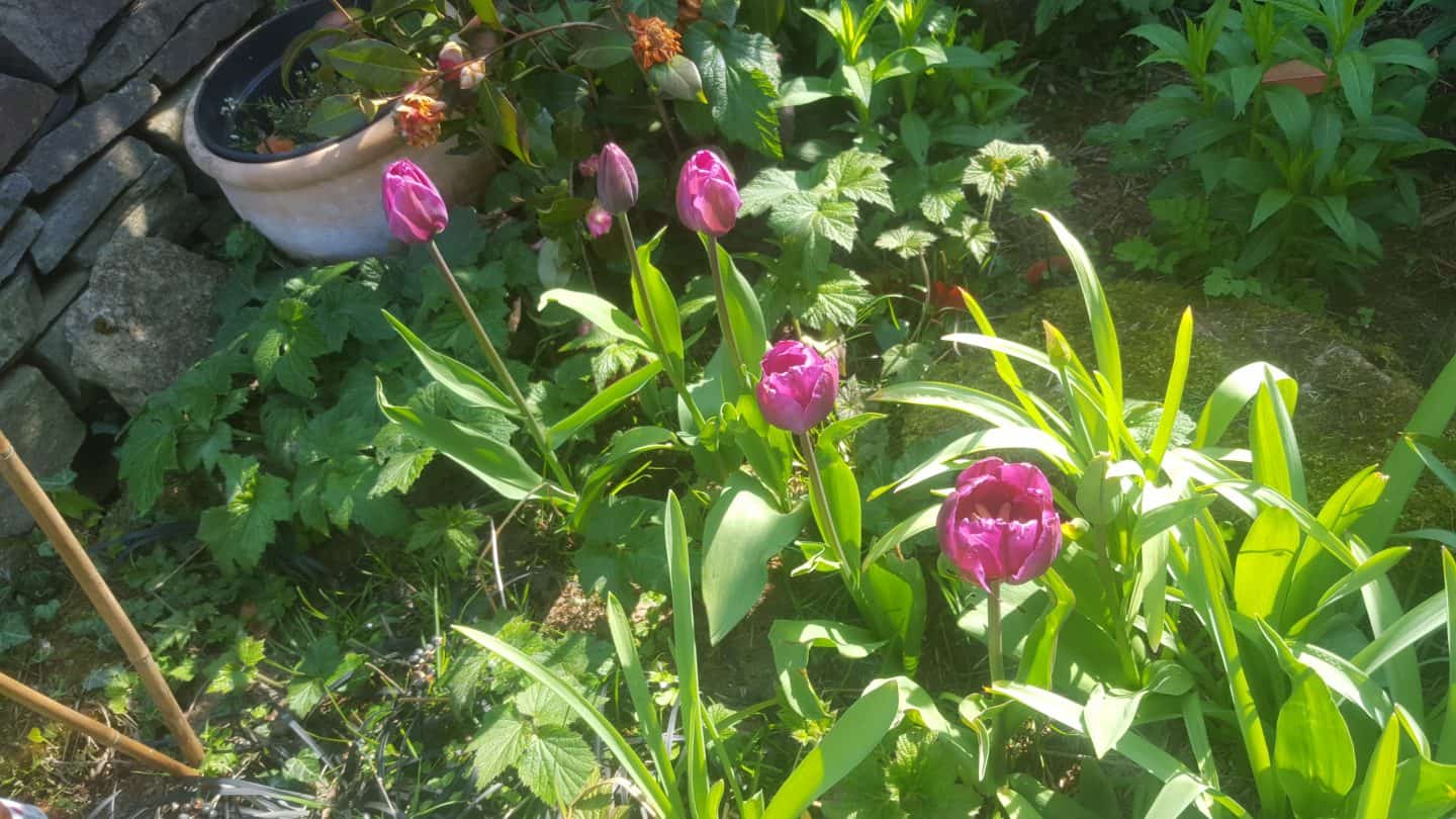 April in our garden - a garden diary Tulips