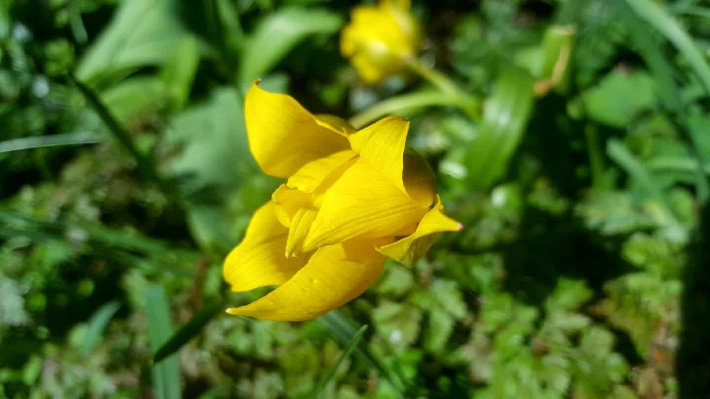 April in our garden - a garden diary Tulip - species