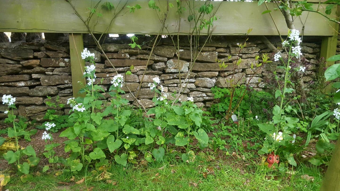 April in our garden - a garden diary Honesty - Lunarium