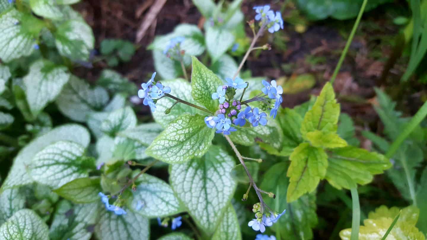 April in our garden - a garden diary Brunnera Jack Frost