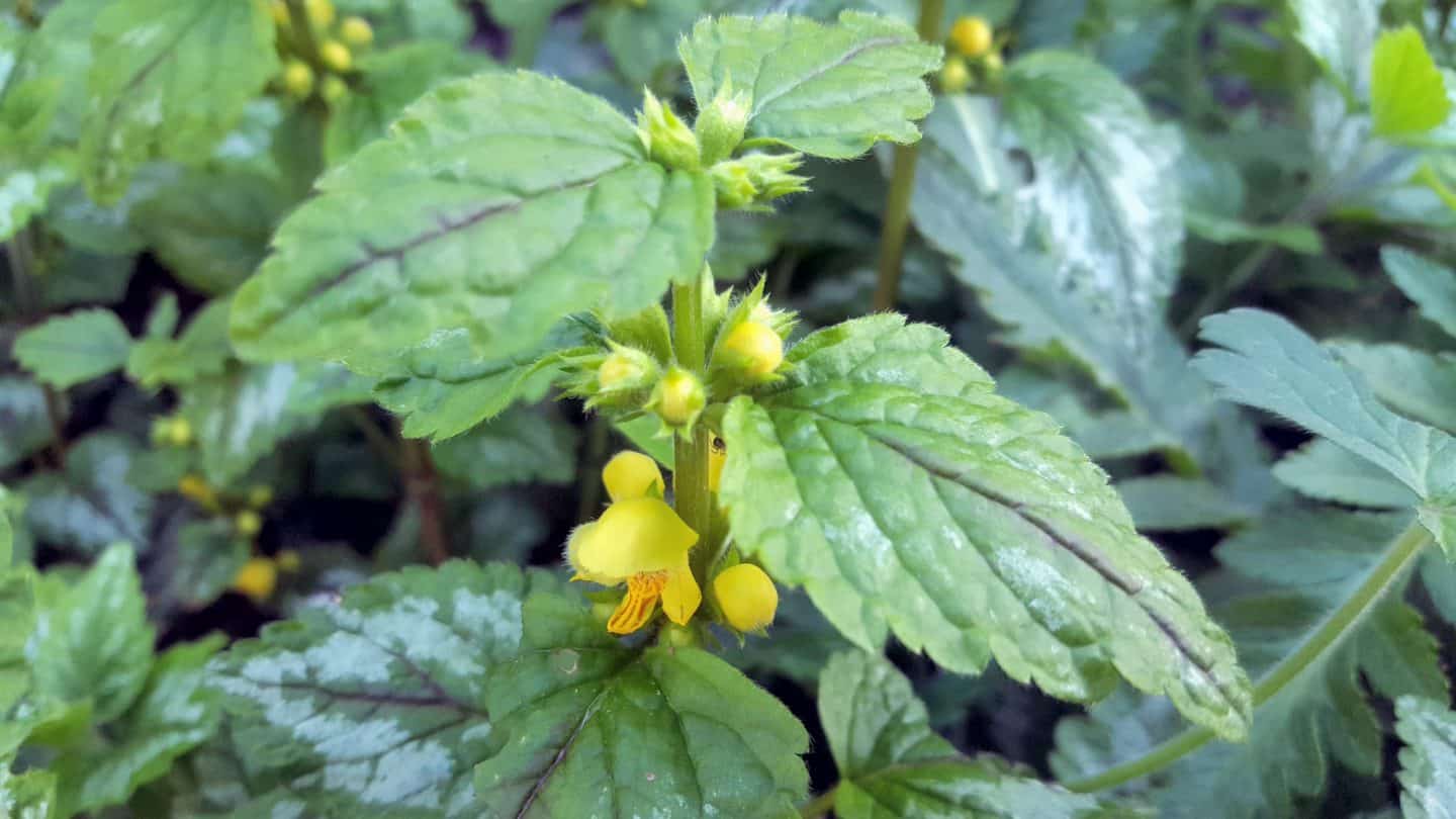 April in our garden - a garden diary Lamium - dead nettle