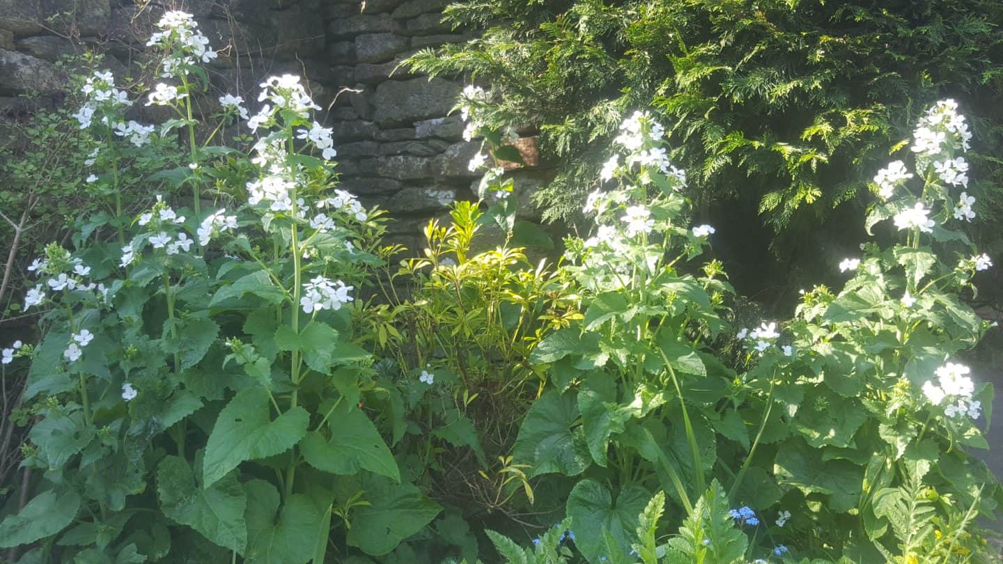 April in our garden - a garden diary Honesty Lunaria