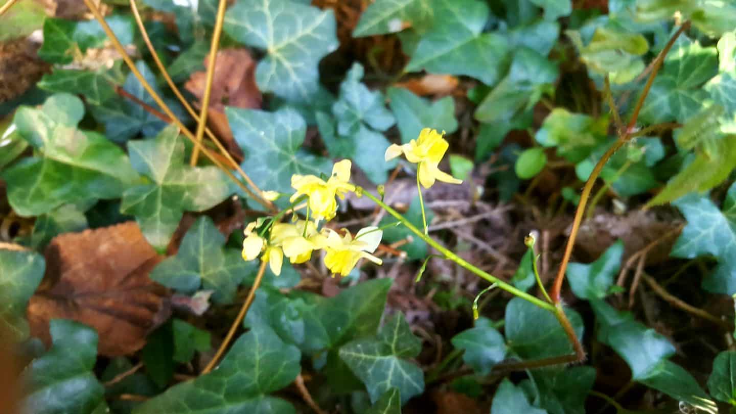 April in our garden - a garden diary Epimedium