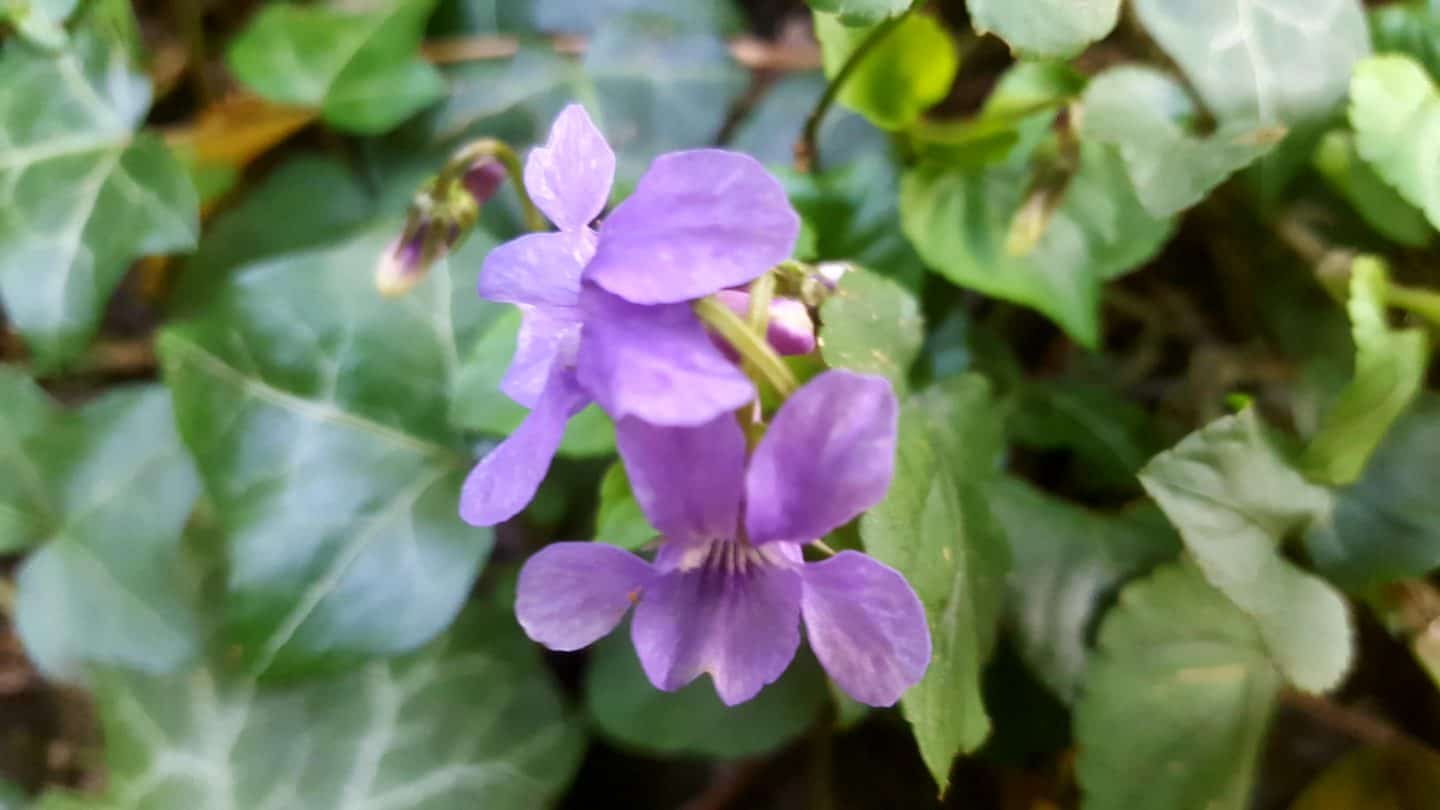 April in our garden - a garden diary Wild violets