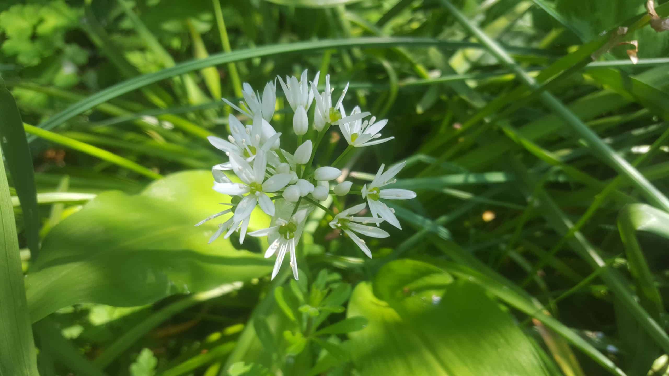 April in our garden - a garden diary Allium Wild Garlic