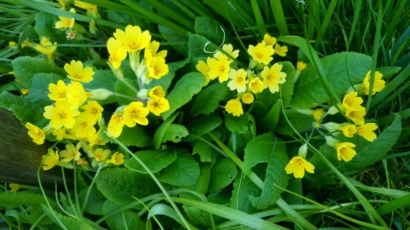 April in our garden - a garden diary Primula
