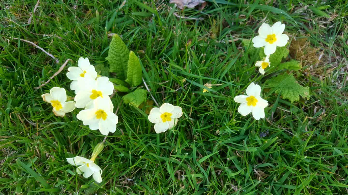 April in our garden - a garden diary Wild primroses
