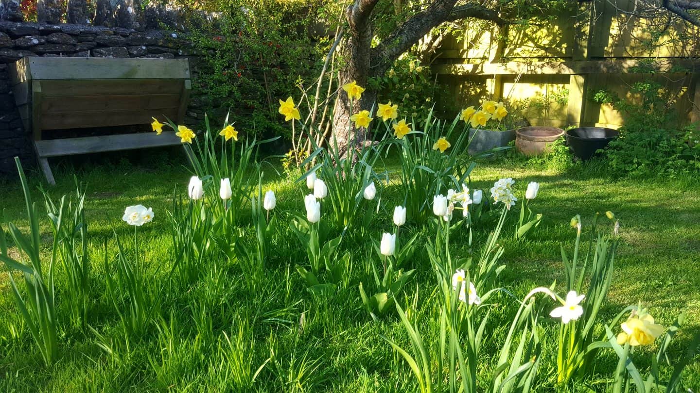 April in our garden - a garden diary Narcissi and tulips