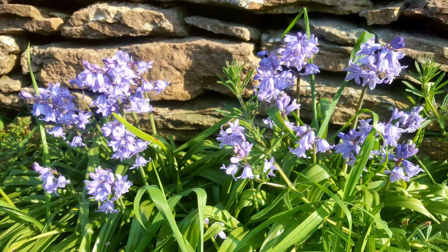 April in our garden - a garden diary Bluebells