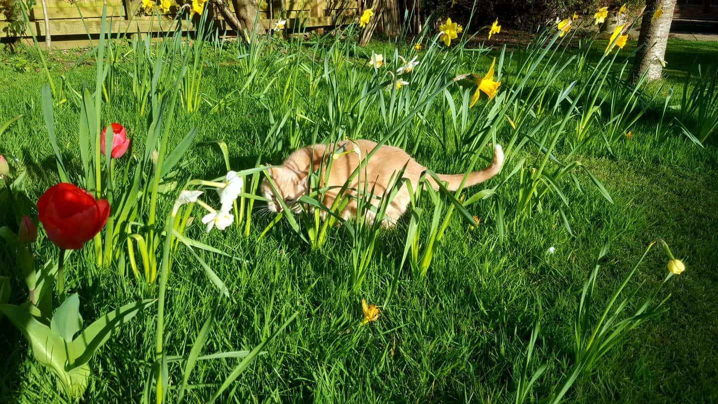 April in our garden - a garden diary Cat in the tulips and narcissi