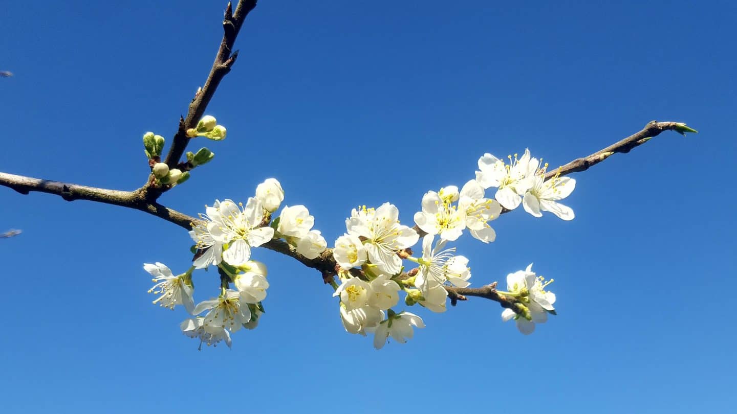 April in our garden - a garden diary Plum blossom