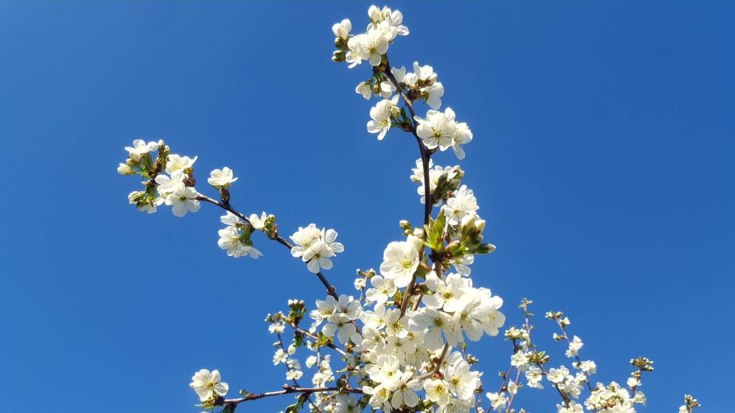April in our garden - a garden diary Cherry blossom