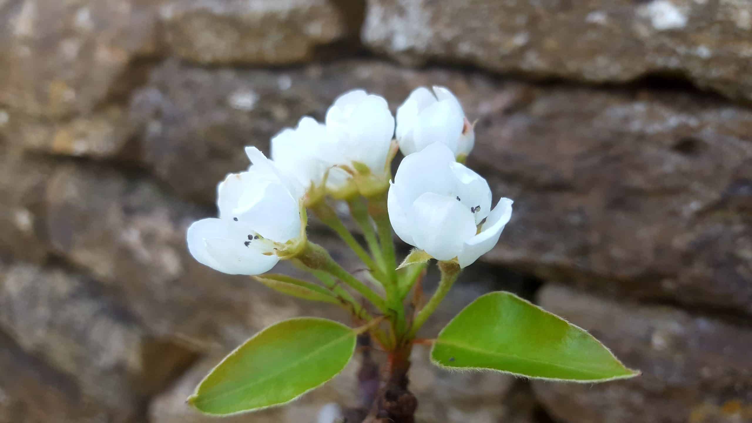 April in our garden - a garden diary Pear blossom