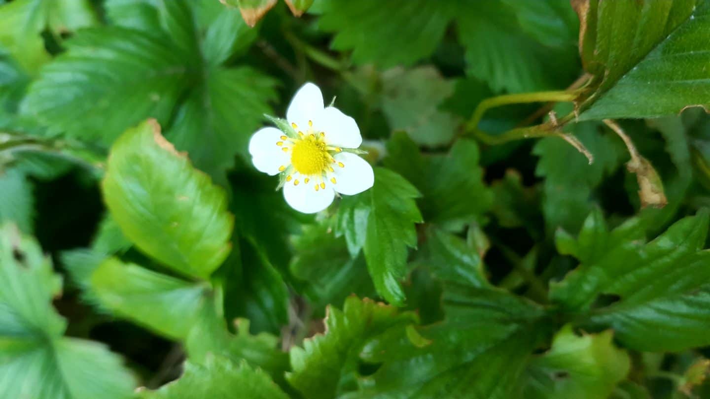 April in our garden - a garden diary Wild strawberry