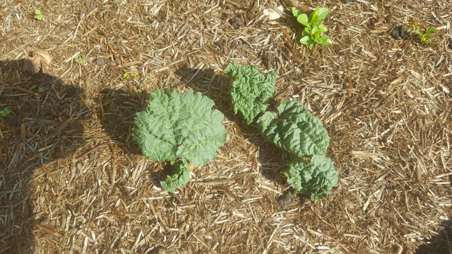 April in our garden - a garden diary Rhubarb
