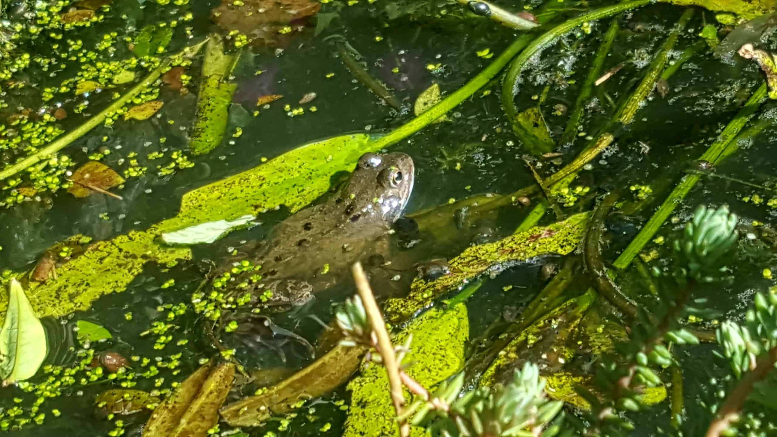April in our garden - a garden diary Frog