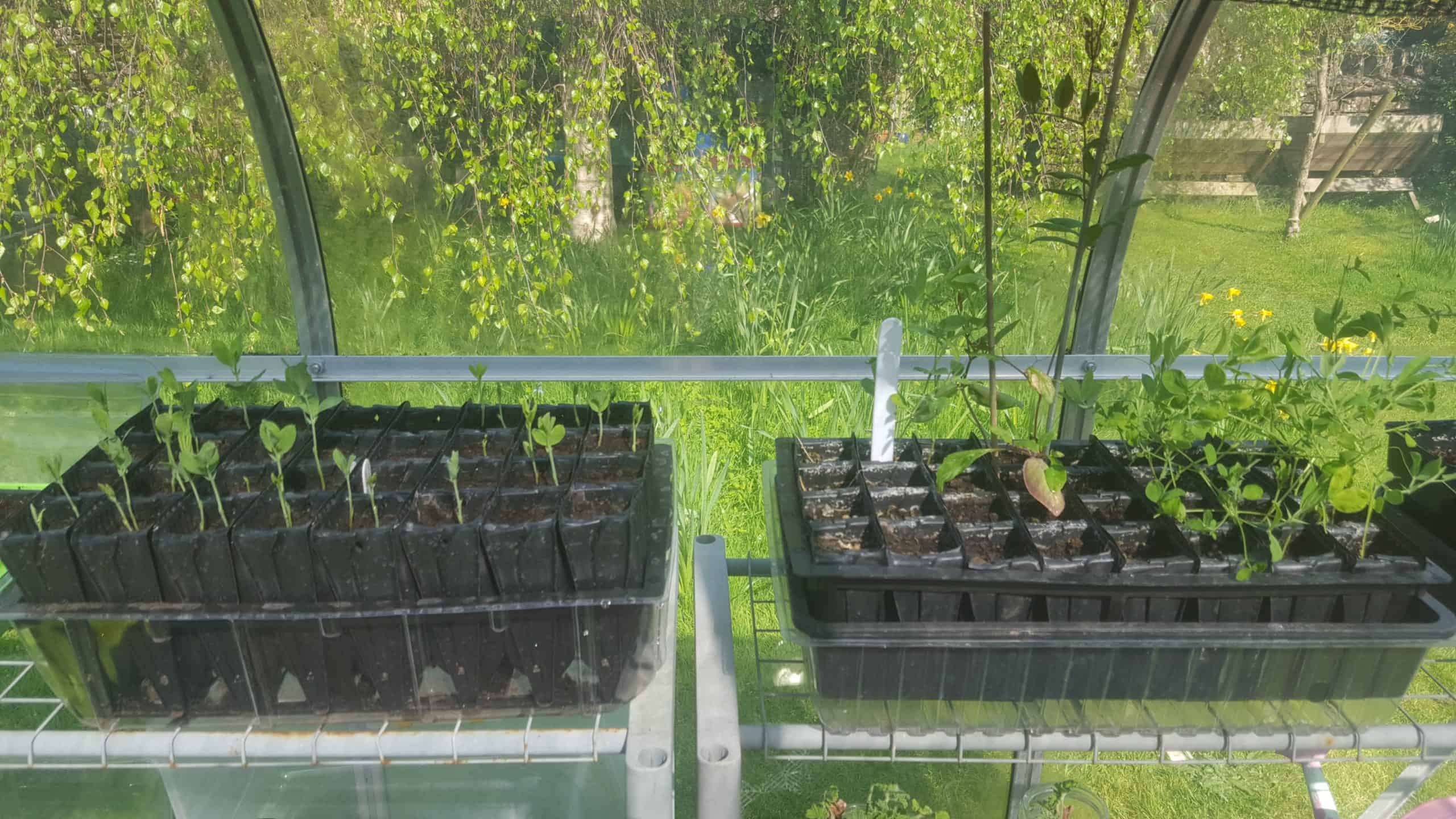 April in our garden - a garden diary Sweet pea seedlings