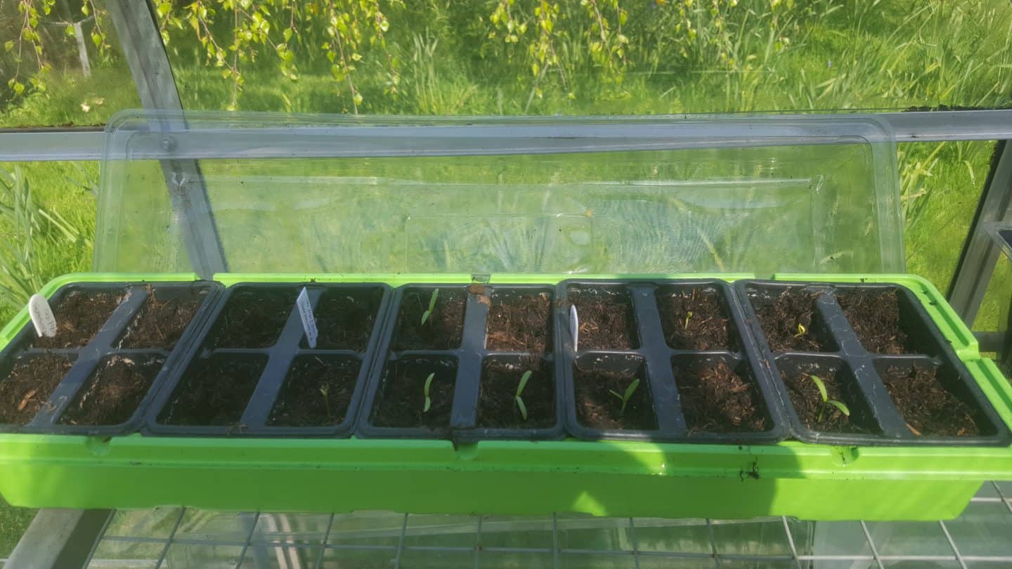 April in our garden - a garden diary Cosmos seedlings