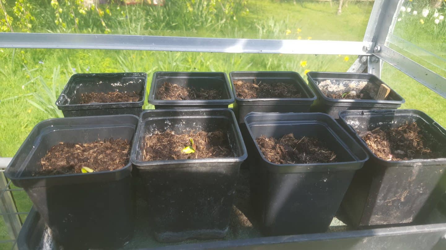 April in our garden - a garden diary Sunflower seedlings