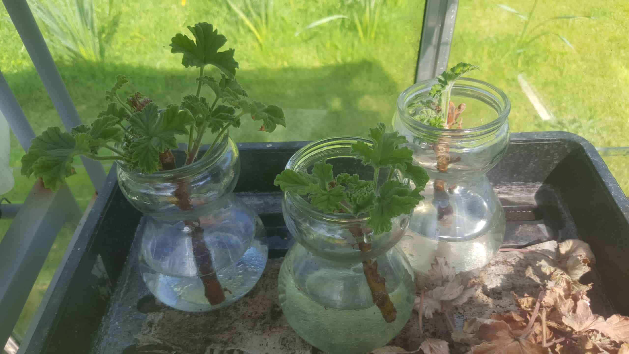 April in our garden - a garden diary Pelragonium cuttings