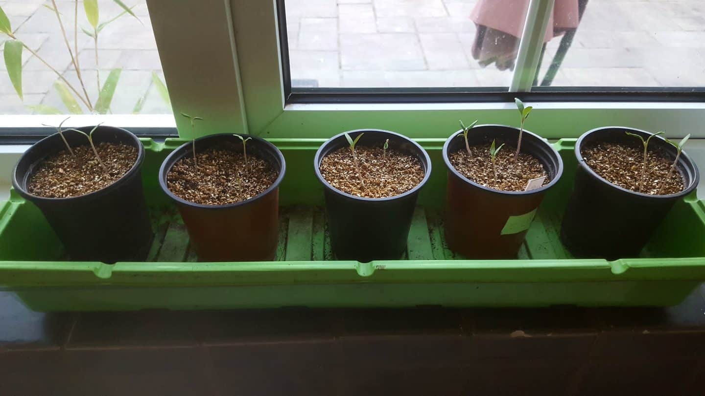 April in our garden - a garden diary Tomato seedlings