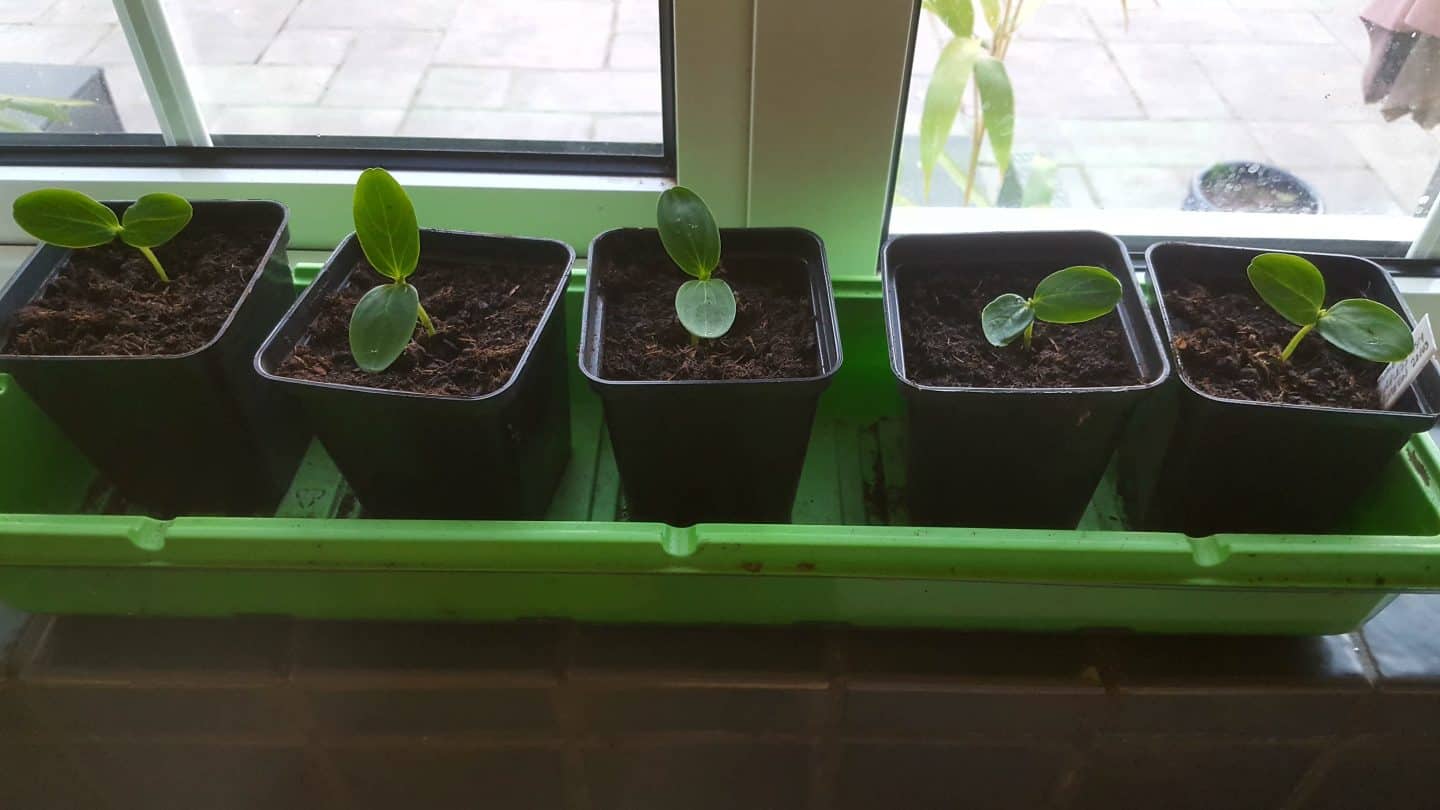 April in our garden - a garden diary Cucumber seedlings