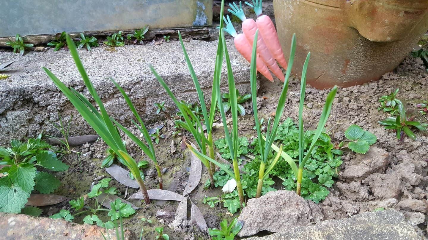 April in our garden - a garden diary Garlic