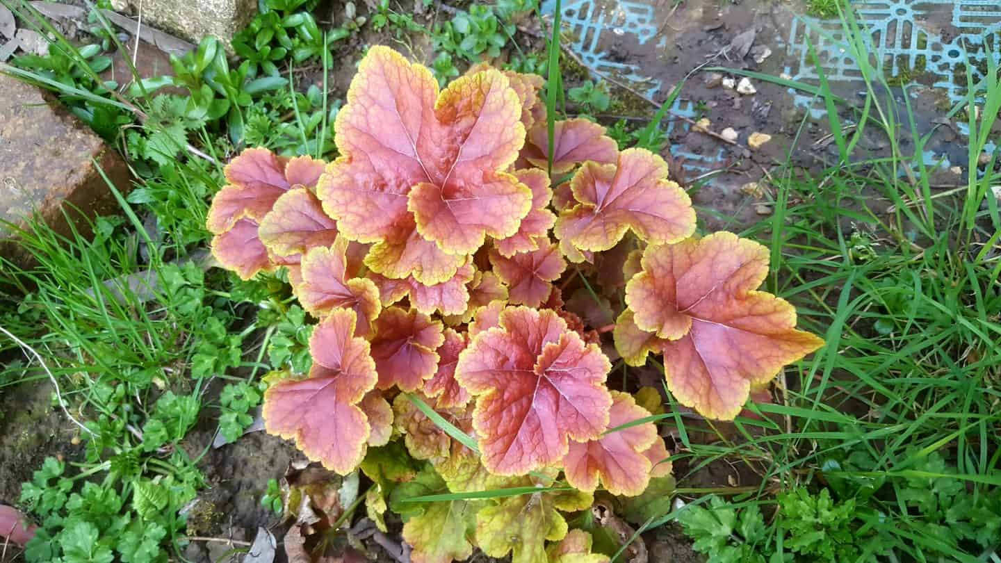 April in our garden - a garden diary Heuchera
