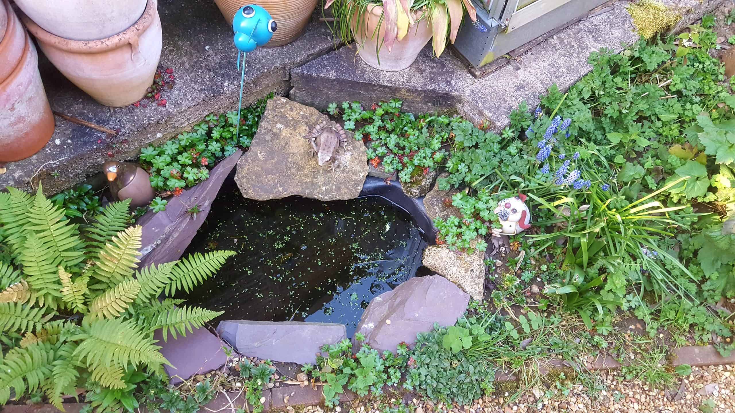 April in our garden - a garden diary Flora's pond