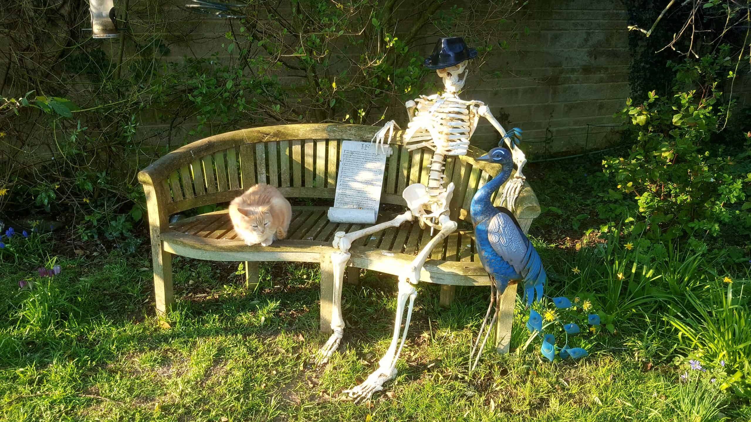 April in our garden - a garden diary Skeleton, cat, peacock, bench