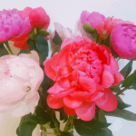 The language of flowers - pink, coral and cream peonies in a vase
