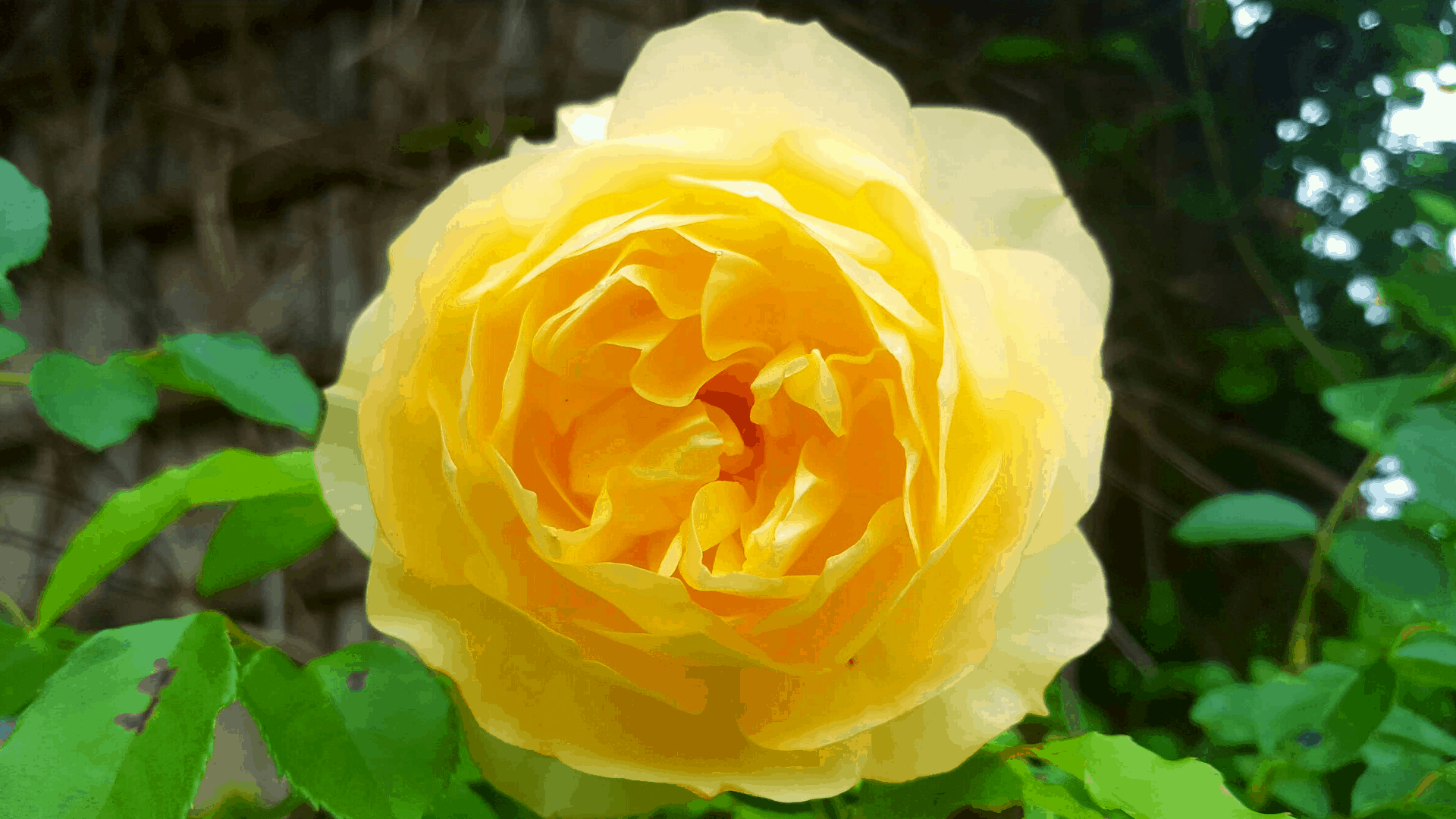 June in our garden - a garden diary June in our garden - yellow rose