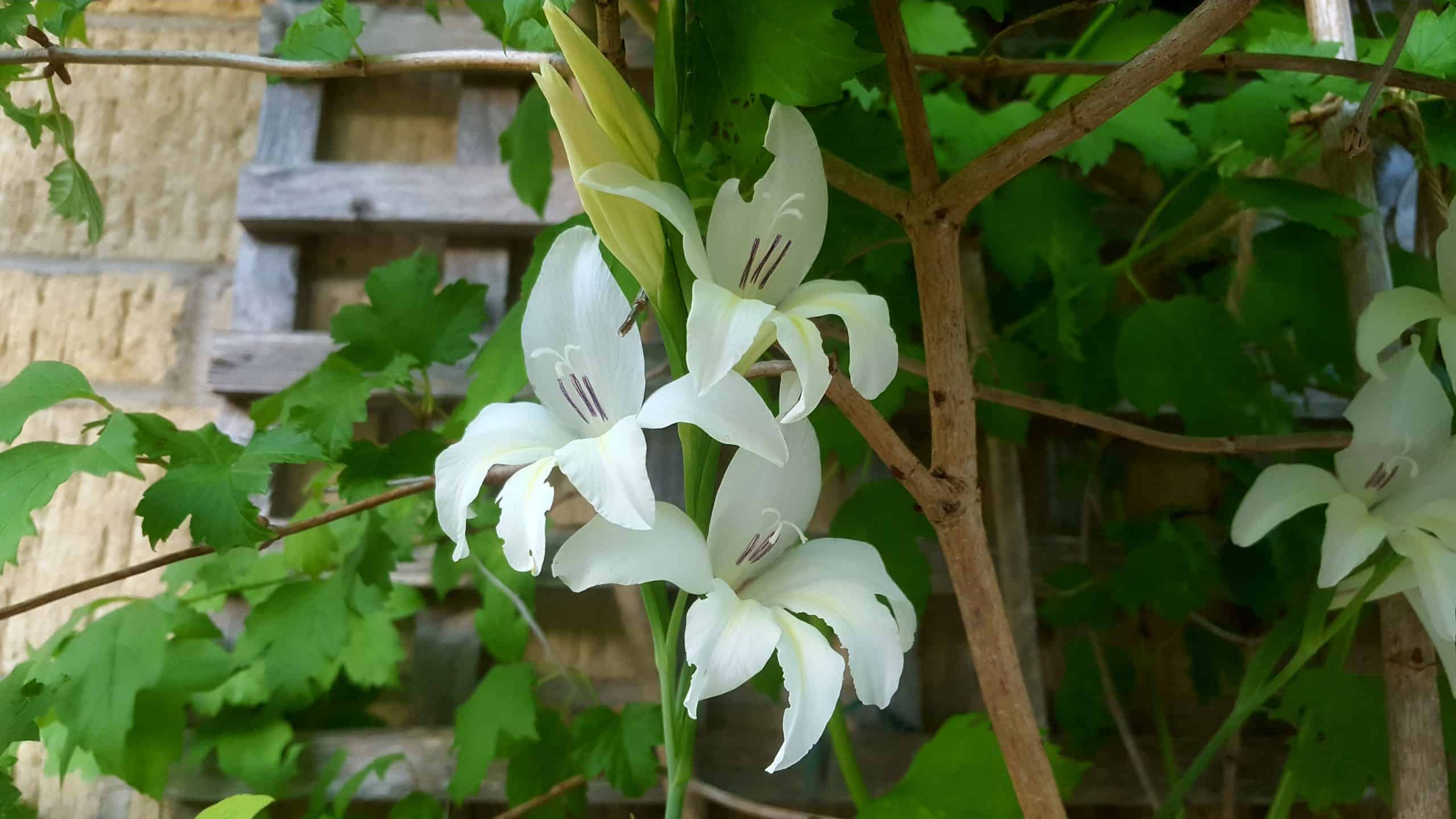 June in our garden - a garden diary gladiolus colvillei