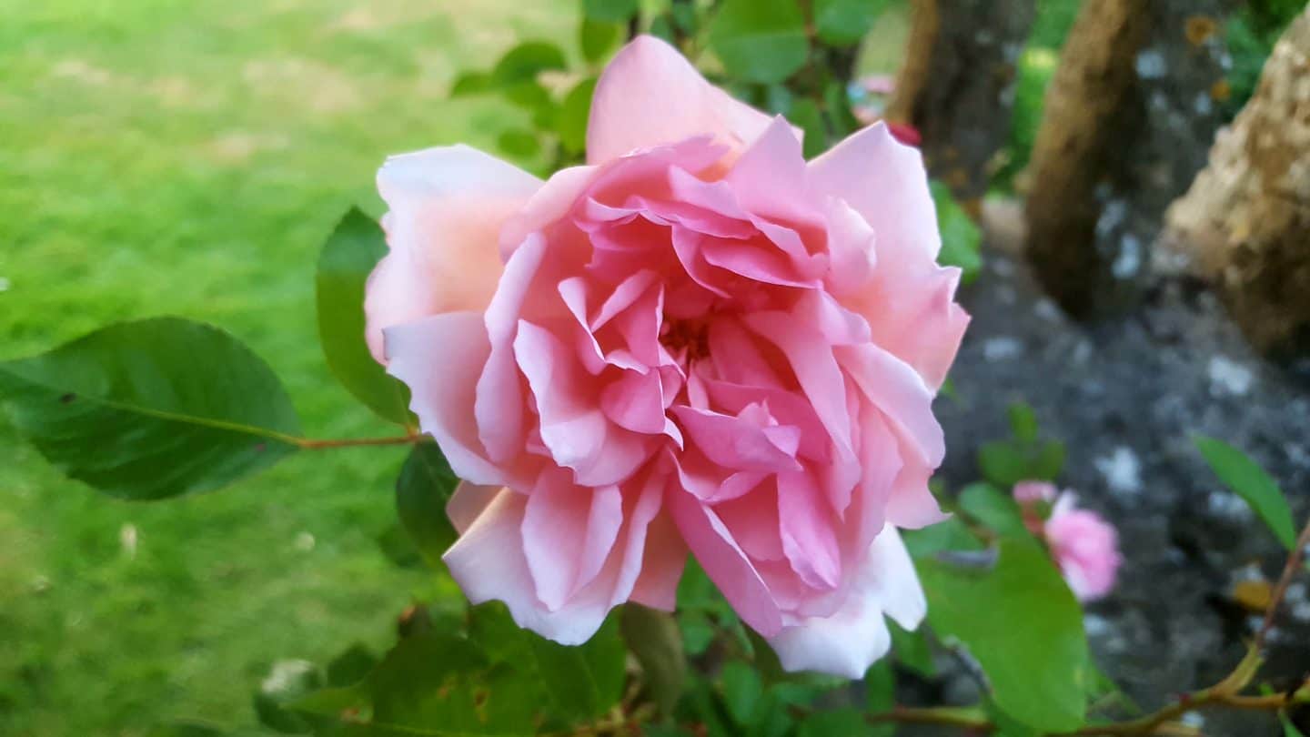 June in our garden - a garden diary Pink scented rose