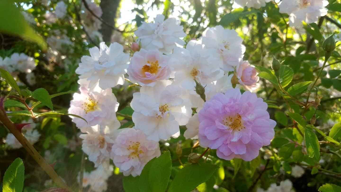 June in our garden - a garden diary Paul's Himalyan Musk rose