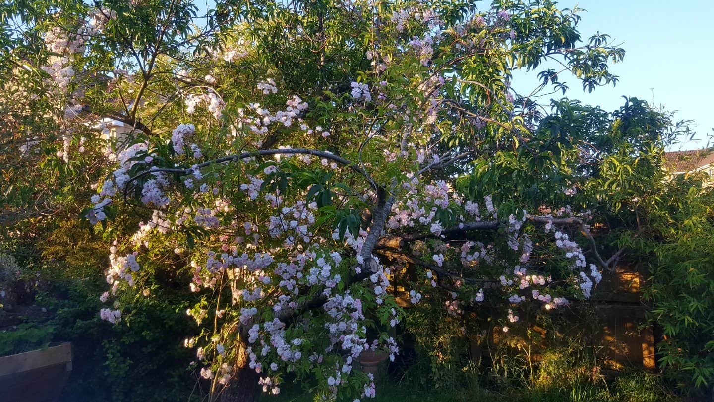 June in our garden - a garden diary Paul's Himalyan Musk rose