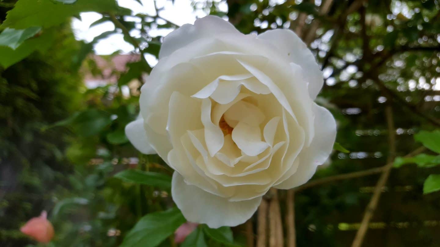 June in our garden - a garden diary White scented rose