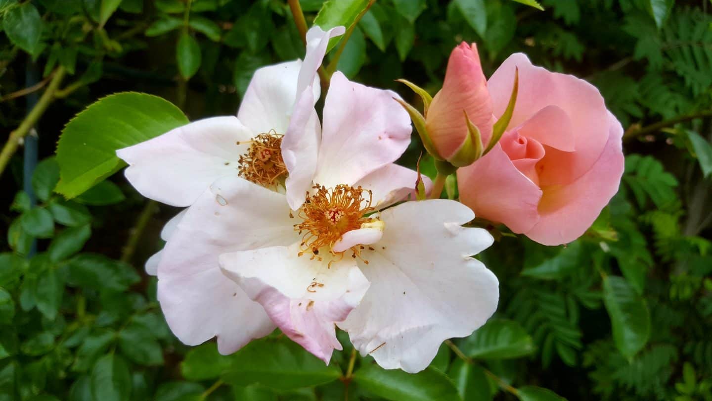 June in our garden - a garden diary Pink scented rose