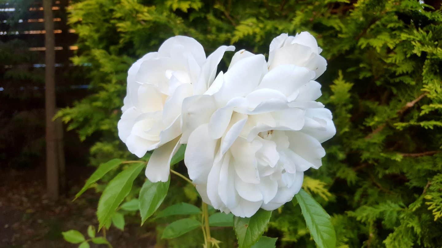 June in our garden - a garden diary White scented rose