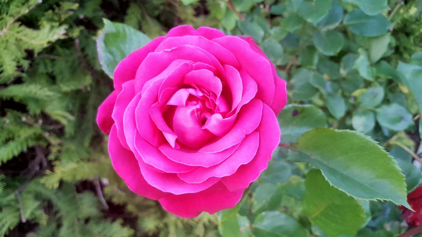 June in our garden - a garden diary Pink scented rose